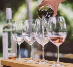 Winelands + Marine Wildlife Cruise